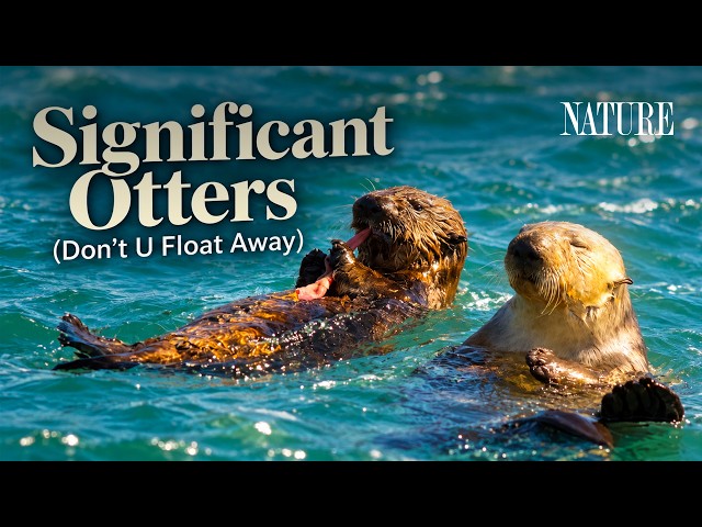International Otter Day Music Video | Significant Otters