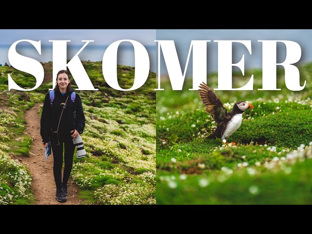 Puffin Paradise? Exploring Wales’ Cutest Wildlife Spot 🐧 (Skomer Travel Guide)