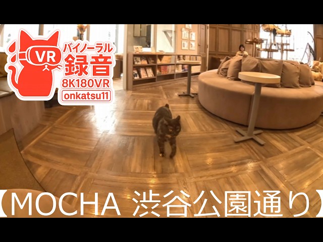 [8K VR180]🐈[Cat Café MOCHA Shibuya Koen-dori Lounge — Relaxing with Adorable Cats in Tokyo] ⑫