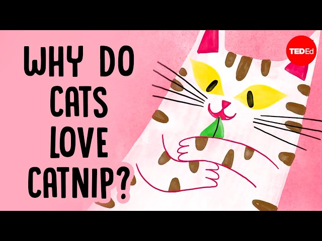 Why does catnip make cats go crazy? - Jaap de Roode