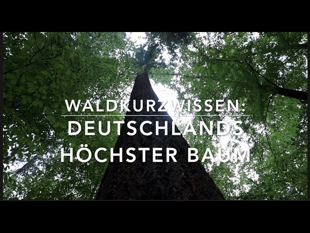 Germany's tallest tree - Forest briefing
