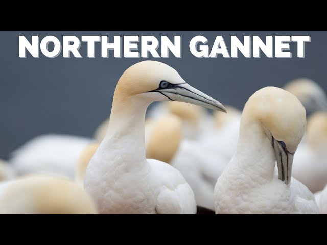 Northern Gannet | Diving that will leave you speechless