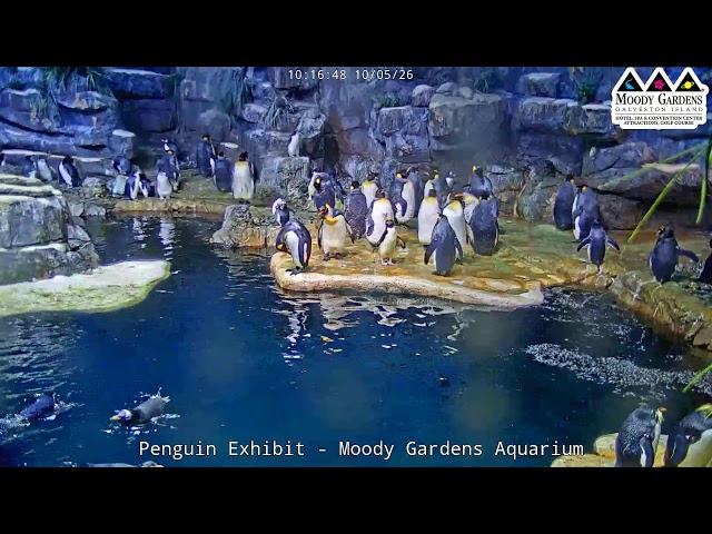 Moody Gardens Penguin Cam LIVE | Penguin Habitat Stream at the Aquarium in Galveston, Texas