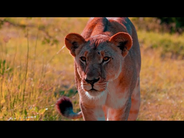8K Ultra HD Video  What does 4K mean in video   Is 4K video better than 1080p   16 K Ultra HD