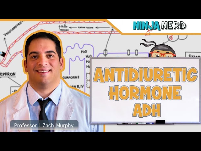 Endocrinology | Antidiuretic Hormone (ADH)