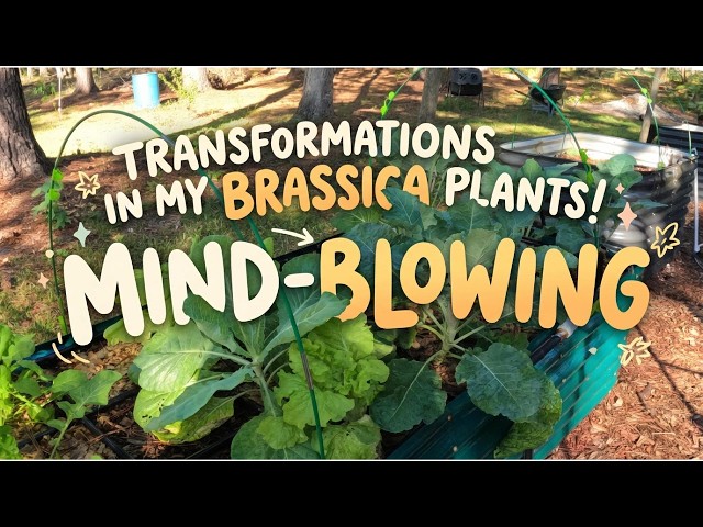 Mind Blowing Transformations in My Brassica Plants