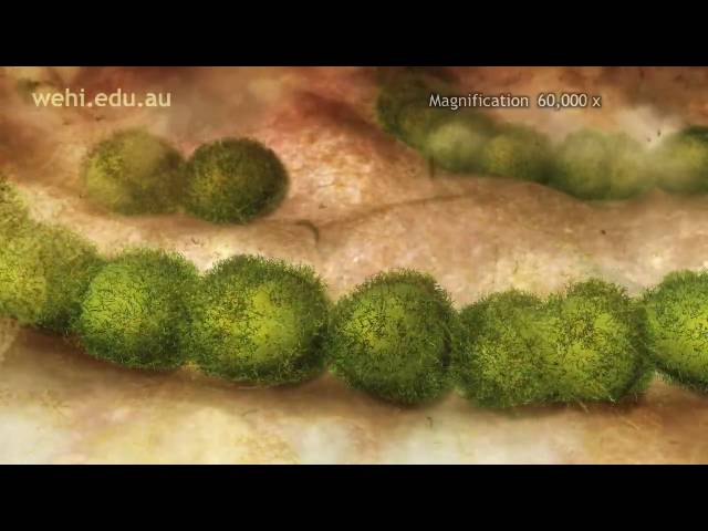 Immune System - Fighting Infection by Clonal Selection (2009) Etsuko Uno wehi.tv