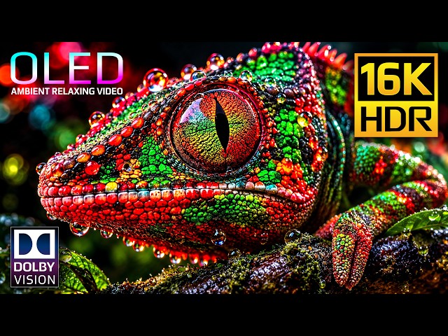 OLED Test 16K Dolby Vision HDR 120fps for 4K • 8K Video Ultra HD TVs