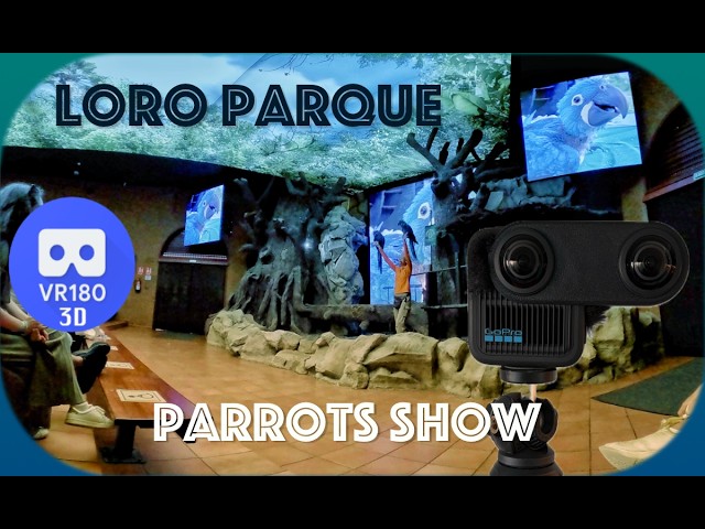 [8K][3D VR180] Parrot Show at Loro Parque, Tenerife 🦜 (full show)