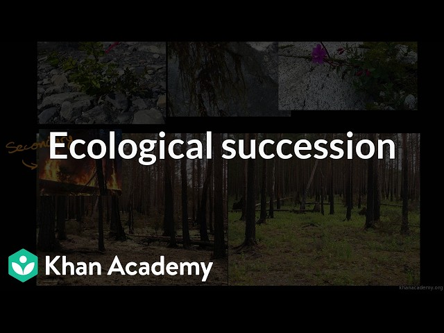 Ecological succession | Grade 12 | Biology | NCERT | Khan Academy (IN accent)