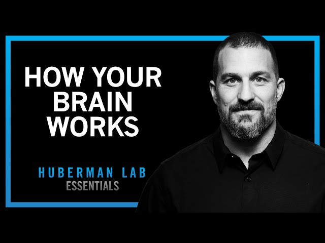 How Your Brain Works & Changes | Huberman Lab Essentials