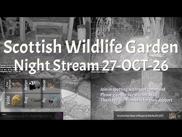 LIVE 🔴 Bird Feeder & Wildlife Camera Scotland UK | 24/7 Garden Birds & Night Wildlife