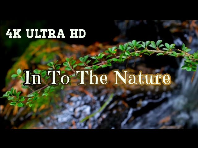 Cinematic Video - 4K ULTRA HD|Nature of Earth
