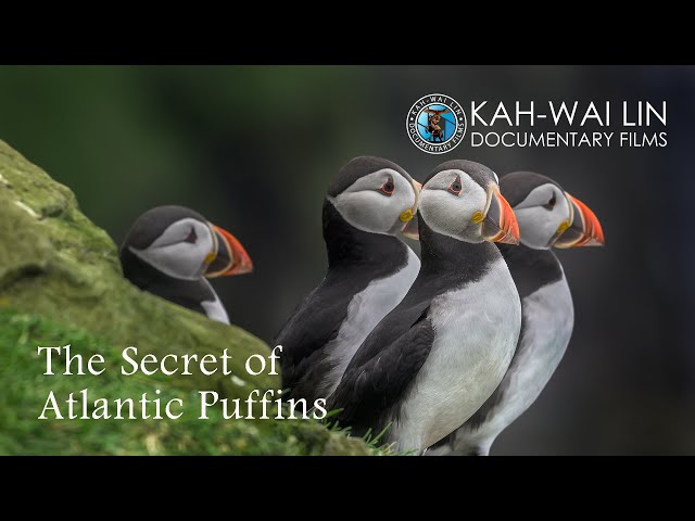 The Secrets of Atlantic Puffins