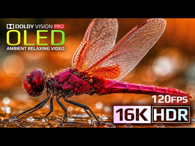 Extreme Color Depth: 16K HDR 120FPS Nature Demo | OLED Display Test (4K Video • 8K Ultra HD TV)