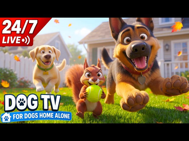 24/7 Dog TV 🔴🐶 Fun Dog Cartoon for Dogs Home Alone | Dog Entertainment LIVE