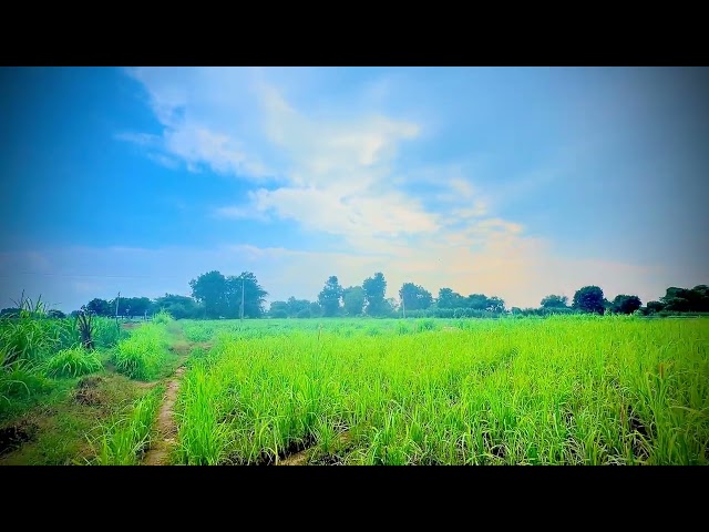 Free Village Nature Footage | Plants, Flowers & Fruits | Creative Commons Part - 5
