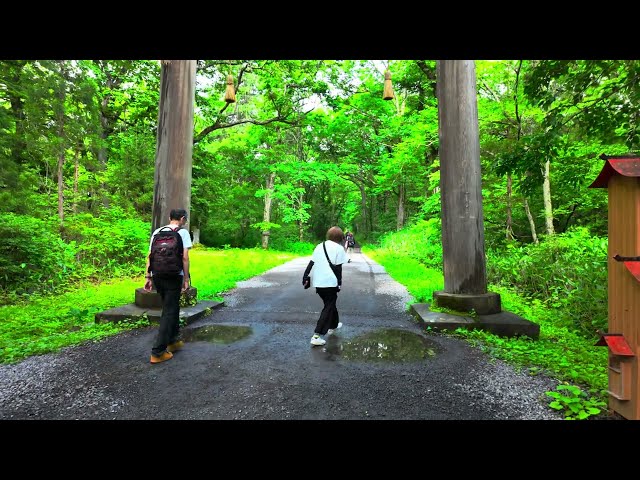 2024 Japan Trip, Walk along the fir trees of Okusha｜Nagano｜Togakushi Shrine｜Zuishinmon [4K HDR]