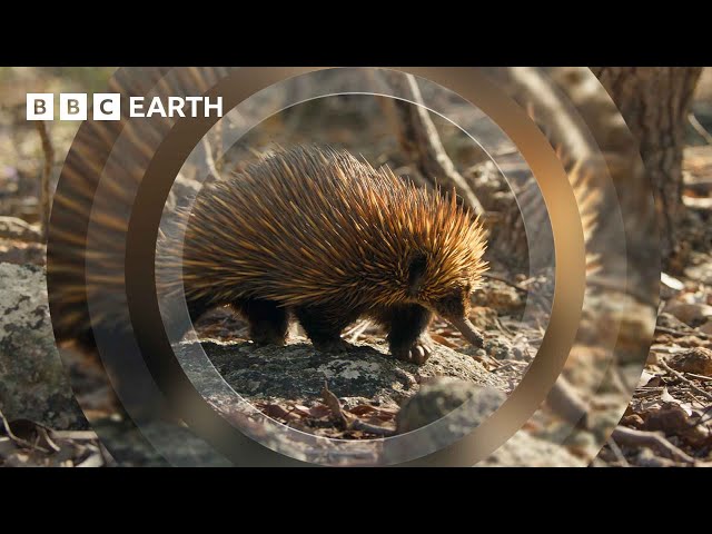 This Spiky Animal Blows Snot Bubbles | 4K UHD | Mammals | BBC Earth