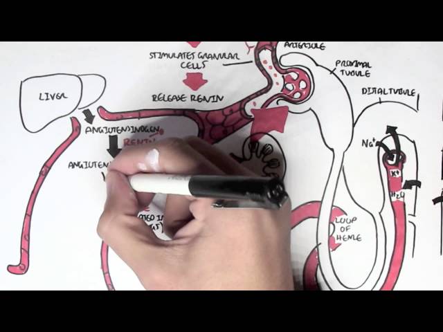 Part II - Regulation of Blood Pressure (Hormones)