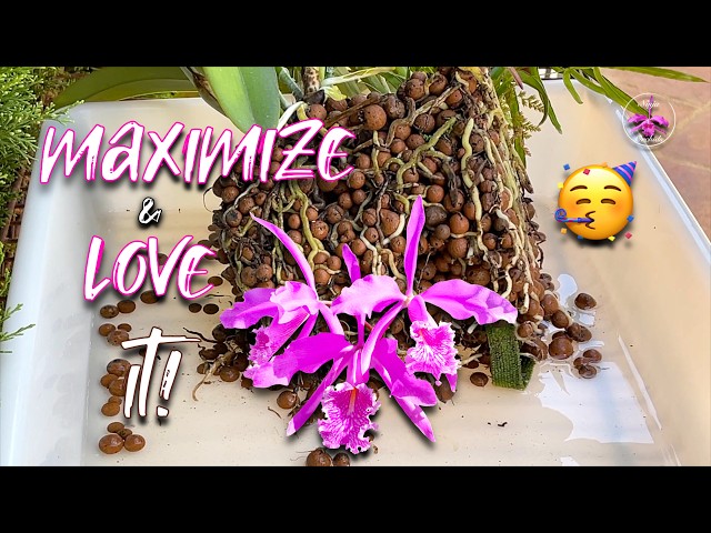 Repotting Cattleya maxima | Not 100% Happy with the Outcome THOSE TIPS will Help YOU! #ninjaorchids