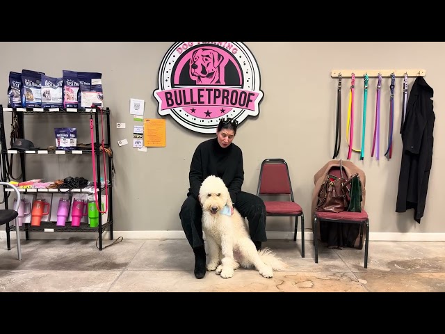Ziggy's owner testimonial of their board & train experience with us! #thankyou