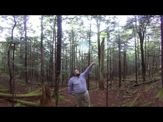Southern Appalachian Forested Ecosystems 360° - Spruce-Fir Forests