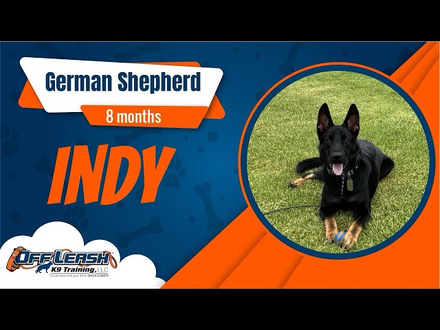 🐶🐕 Off Leash Dog Training / Obedience Training 🐕🐶