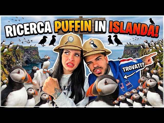 SEARCHING FOR PUFFINS! 🐧😍
