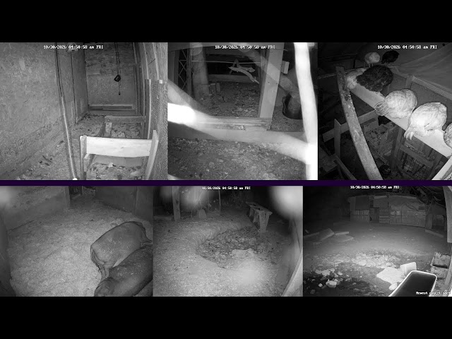 Baby Piglets! Hen Stream Homestead Live (Happy Animals