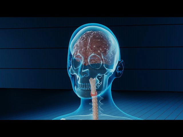 No Copyright Videos -Human Body - Free 3D Video Animation of Inside of Human Body- No Copyright Zone