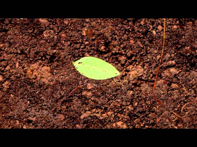 SoilCam / SoilScan: Leaf Decomposition over 21 Days