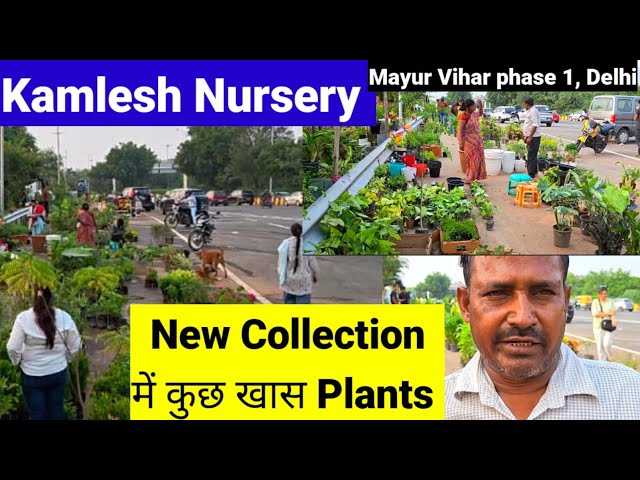 😱ये वाला Rare Plant Only @700₹|| Kamlesh Nursery|| Delhi | #youtube #plantnursery 