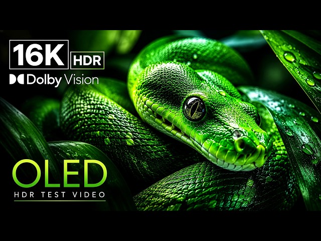 IMPOSSIBLE CLARITY HDR Colors | 16K Dolby Vision ULTIMATE OLED Test (8K/4K Video TV)