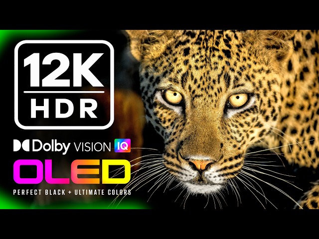 12K HDR 60FPS | Extraordinary Animals on Earth | Best Wildlife OLED TV | Dolby Atmos • IMAX Enhanced