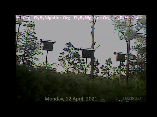 FBN Live BatCam