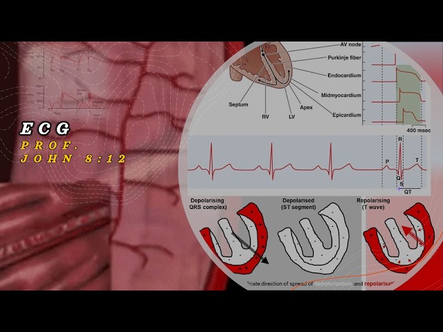 Why the T-Wave is Positive | ECG Physiology | USMLE Cardiology