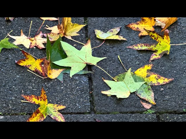 Victoria London. Autumn 🍂 6. 4K. City of Westminster London December 2023. London Victoria.