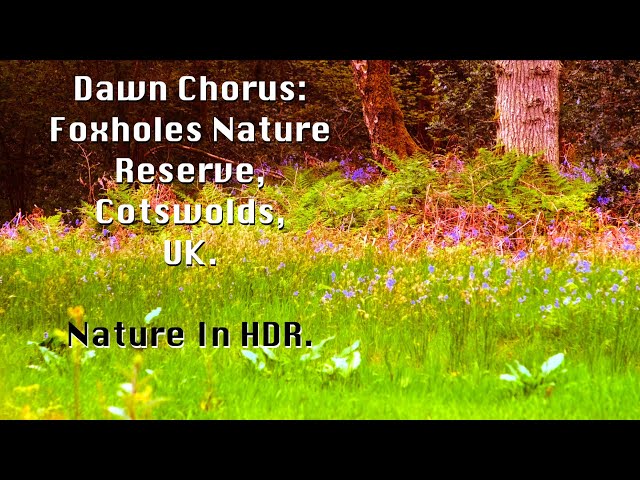 Dawn Chorus