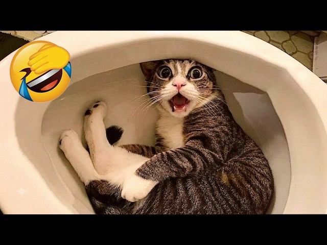 Try Not To Laugh 😹 Funniest Cats Having Epic Brain Glitches Compilation!