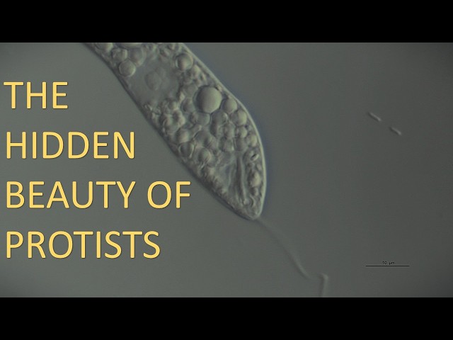 The Hidden World of Protists | Live Microscopy Documentary