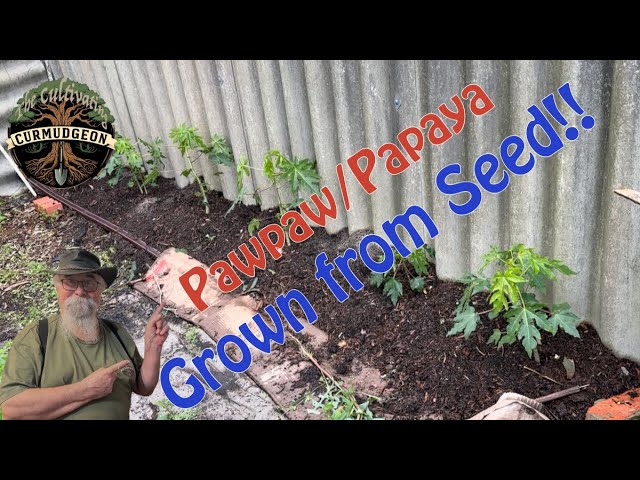 The Curmudgeon's Pawpaw Pipeline: Planting Free Trees & Busting Papaya Myths!