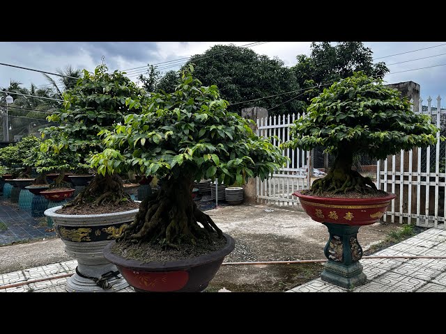 Why your yellow apricot trees aren't thriving despite following gardening tips 0984669091