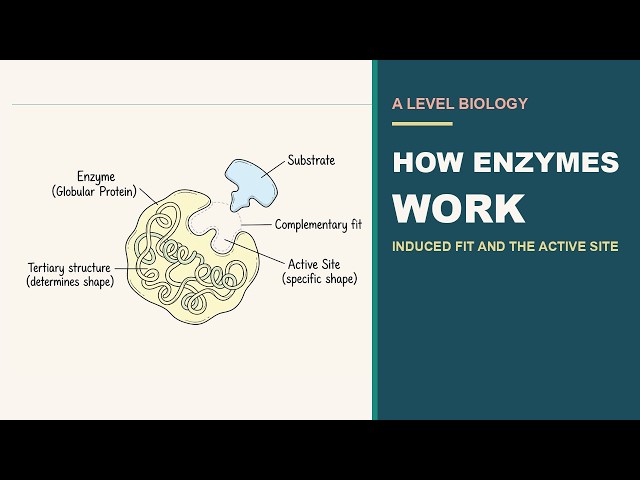 How Enzymes Work: Everything You Need to Know for A Level Biology | AQA OCR