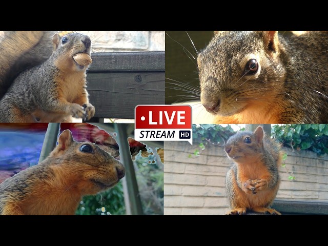 Live Squirrel Stream