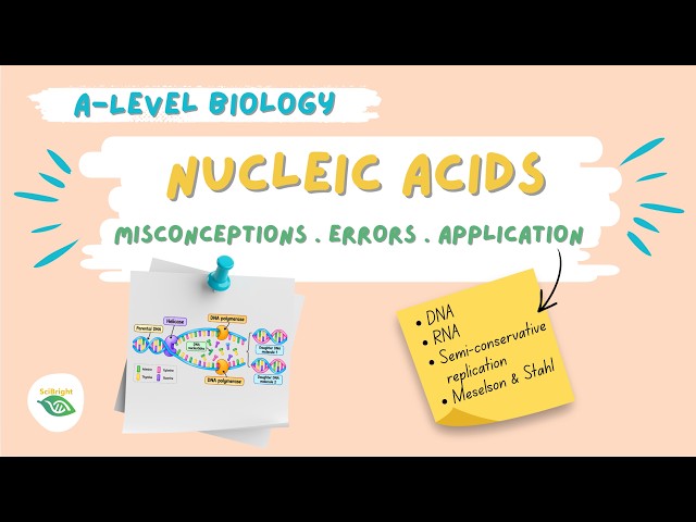 Nucleic acids & DNA replication: Common misconceptions & errors A level Biology #alevelbiology #dna