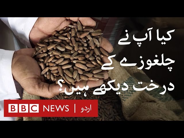 Have you seen trees of Pine nuts? - BBC URDU