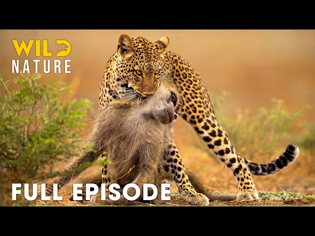 Win or Die | African Deadliest Battles for Survival (Full Episode) | Wildlife Documentary