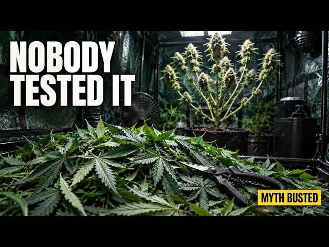 The Day-21 Strip Has Never Been Tested (Dose Is What Costs You Yield)