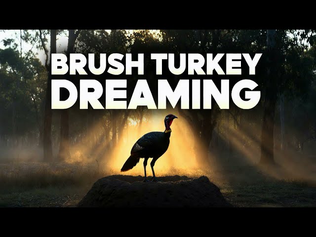 🐦 Brush Turkey Dreaming 🐦 Official Music Video 4K IRL
